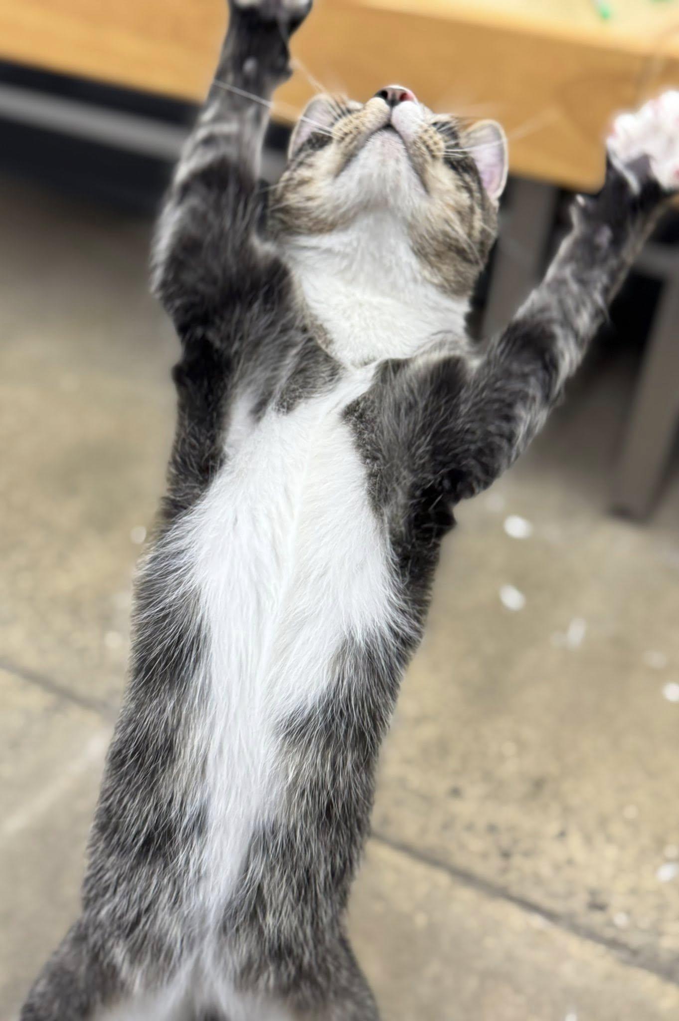 Enlarge Pixel, a ADOPTABLE Domestic Short Hair in Morgantown, WV image 3/4