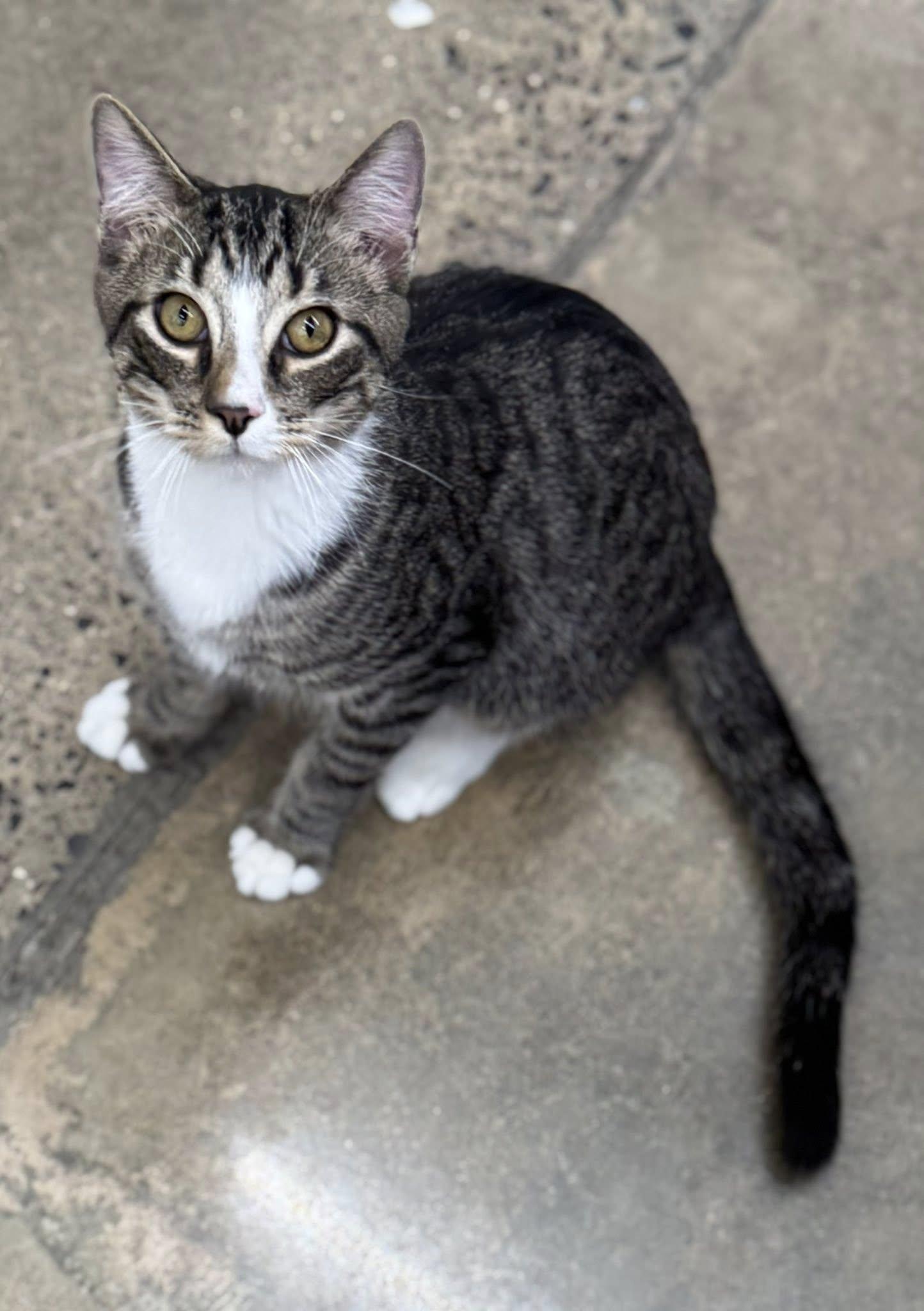 Enlarge Pixel, a ADOPTABLE Domestic Short Hair in Morgantown, WV image 2/4