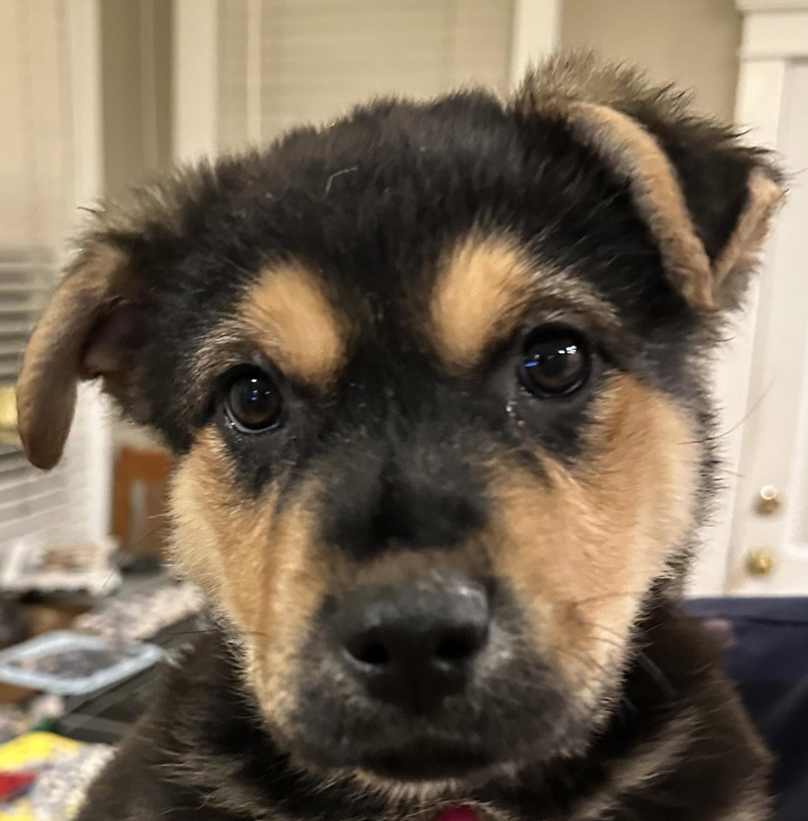 Denny Crane, Adopted, Puppy Male German Shepherd Dog & Rottweiler.