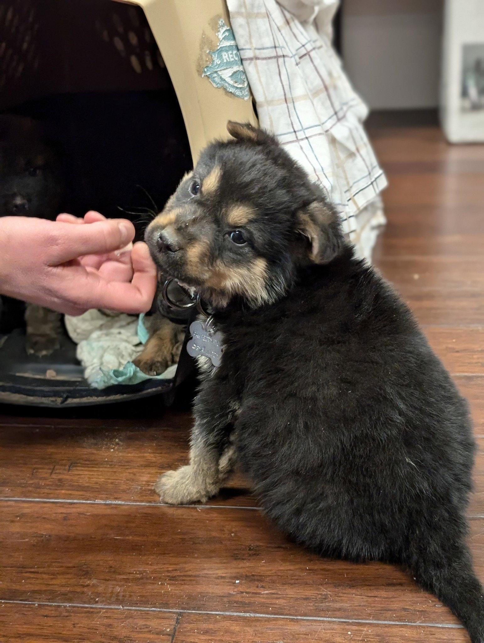 Enlarge Denny Crane, a Adopted mixed breed in Holly Springs, NC image 2/3