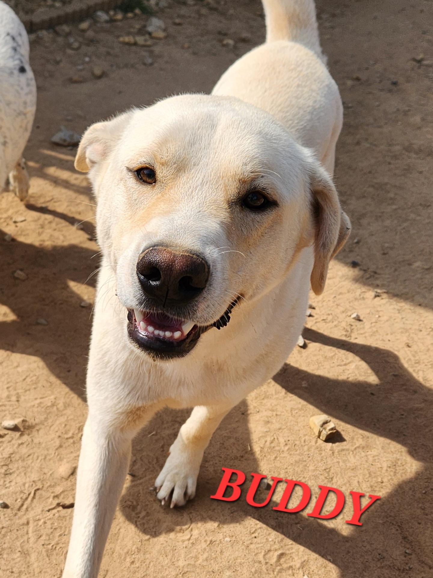 Enlarge Buddy Brightside, an adopted mixed breed in Woburn, MA image 2/6