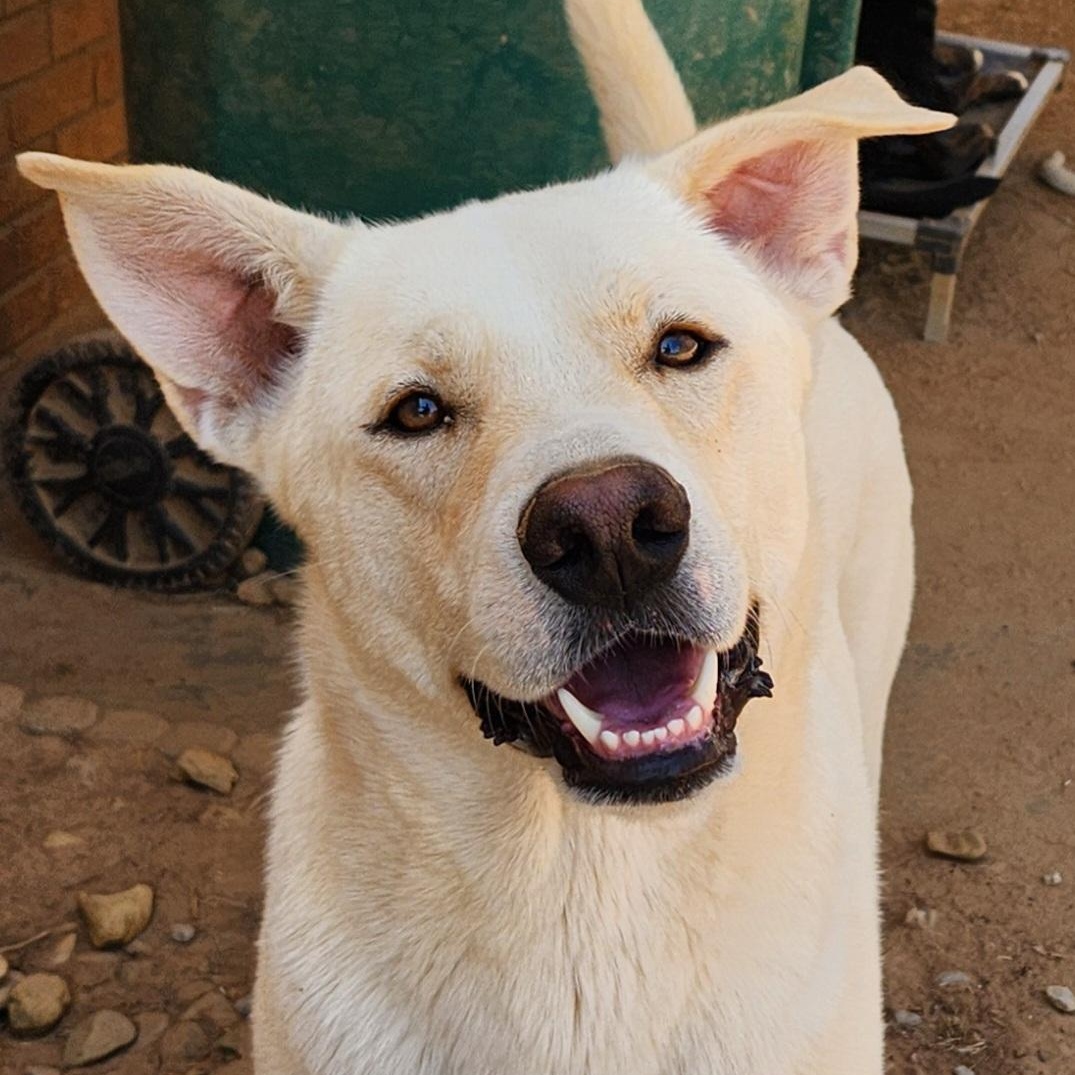 Enlarge Buddy Brightside, an adopted mixed breed in Woburn, MA image 1/6