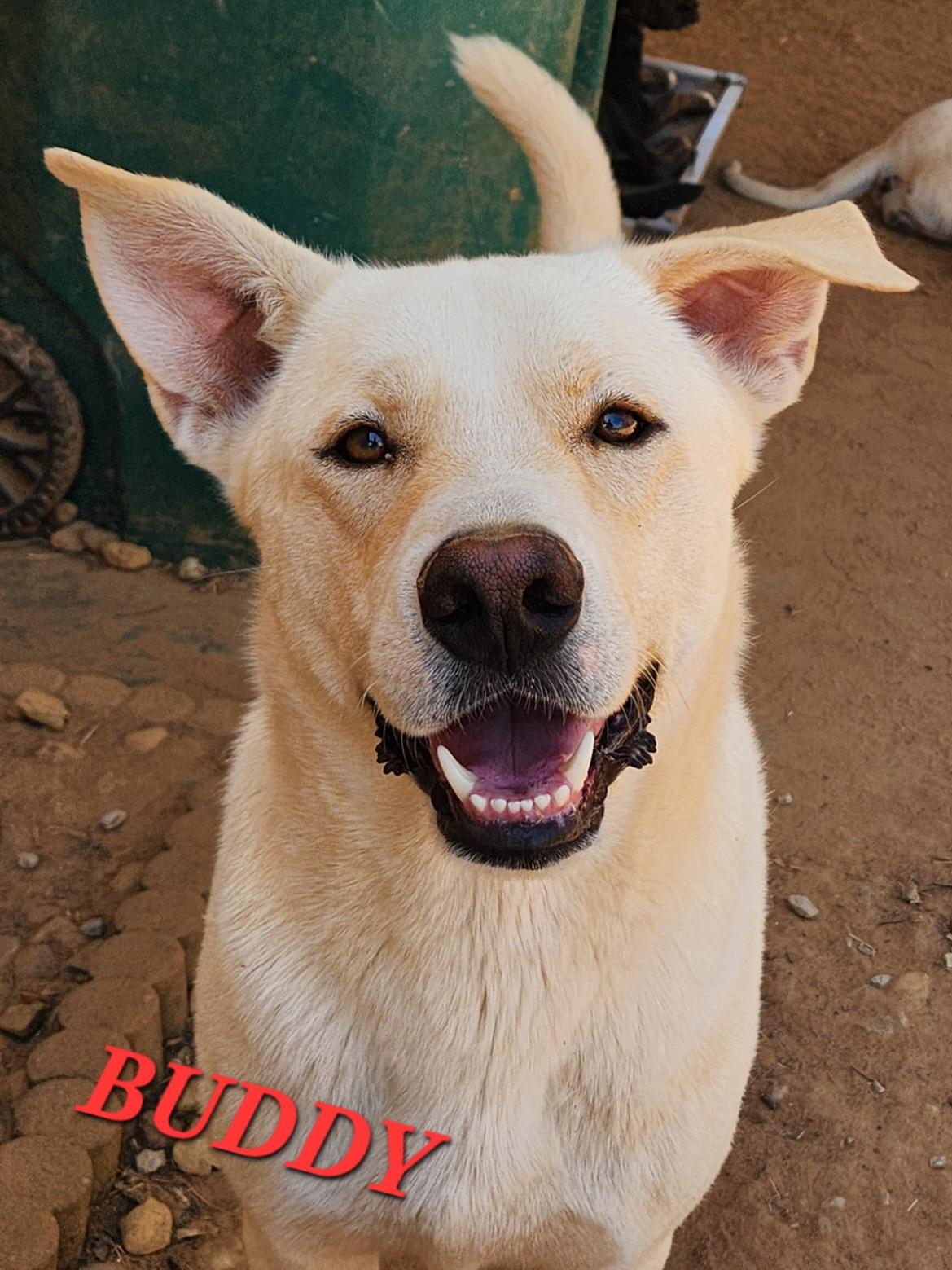 Enlarge Buddy Brightside, an adopted mixed breed in Woburn, MA image 5/6