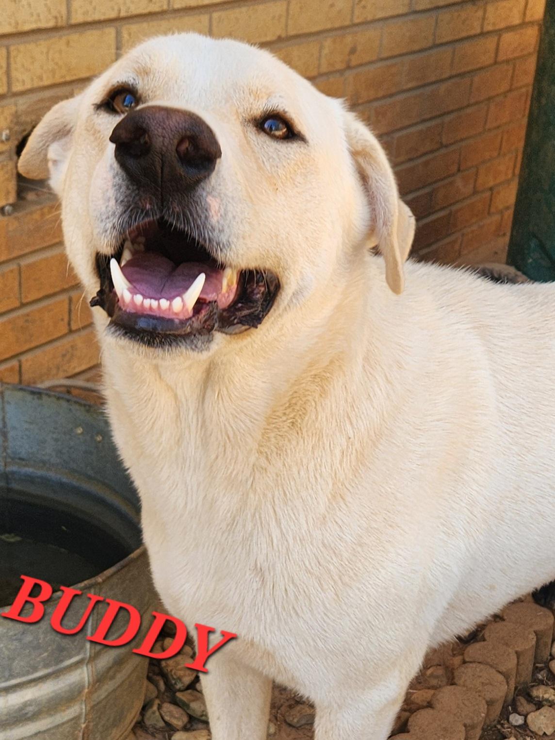 Enlarge Buddy Brightside, an adopted mixed breed in Woburn, MA image 4/6