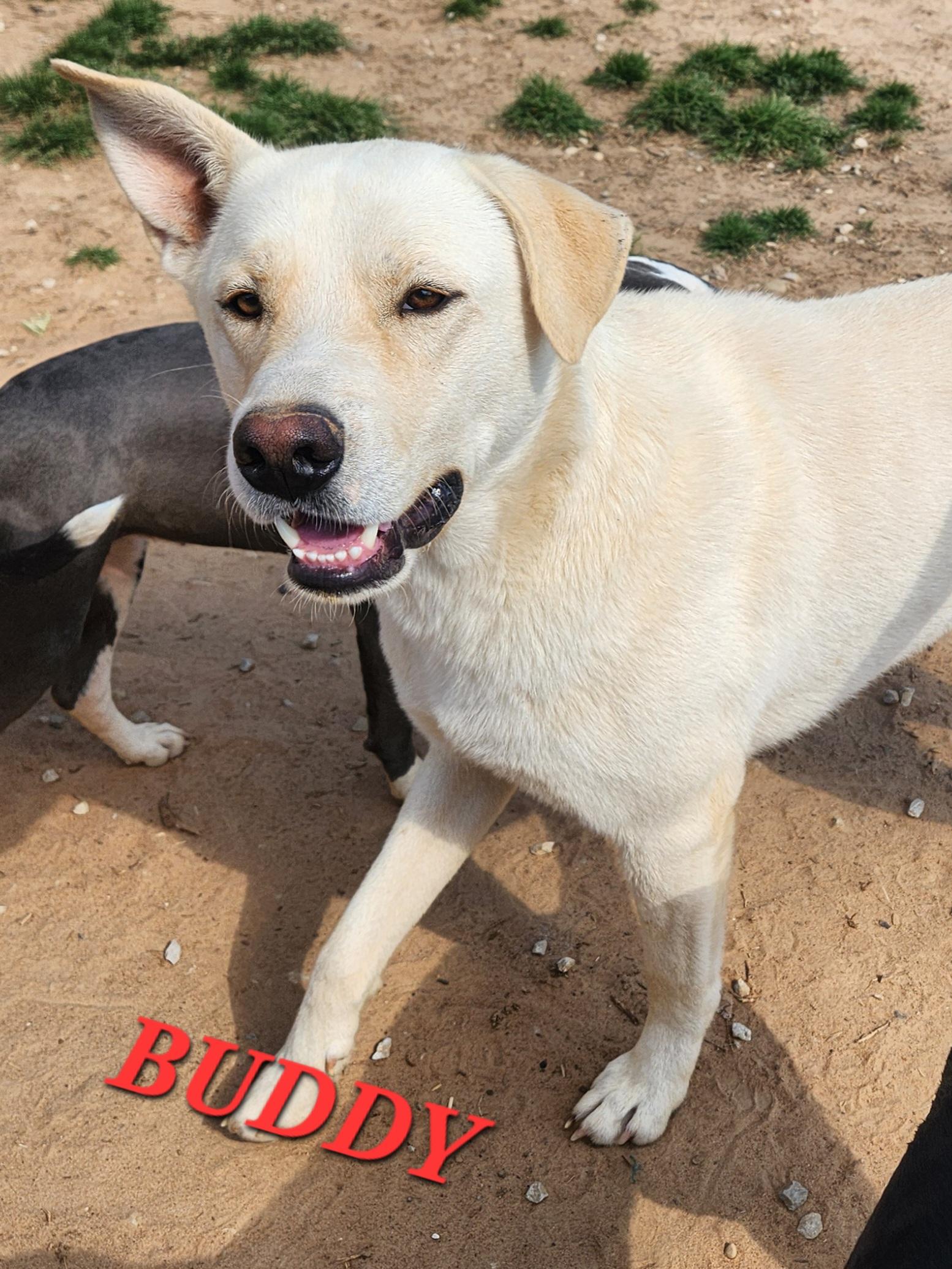 Enlarge Buddy Brightside, an adopted mixed breed in Woburn, MA image 3/6