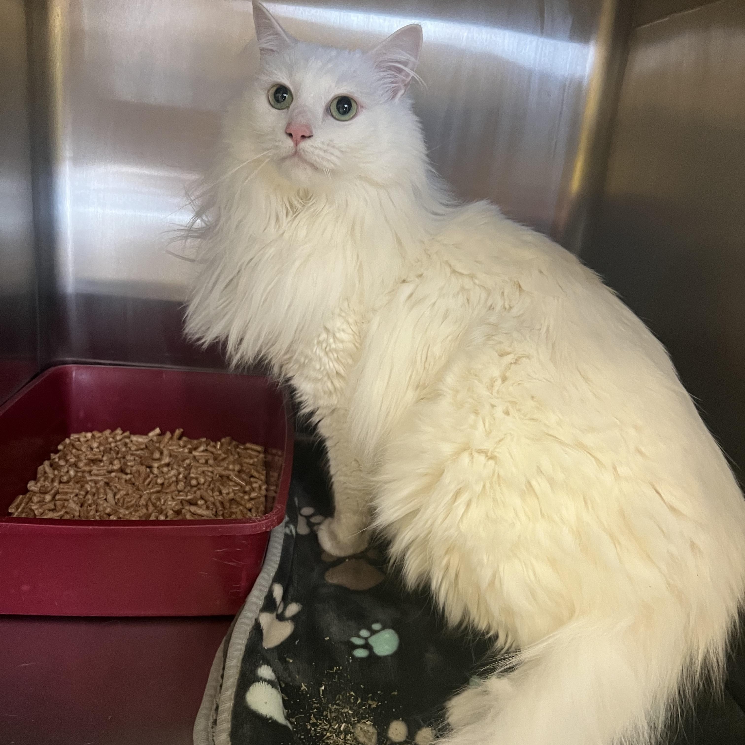Enlarge Poe, an adopted Turkish Angora in Spokane, WA image 2/2