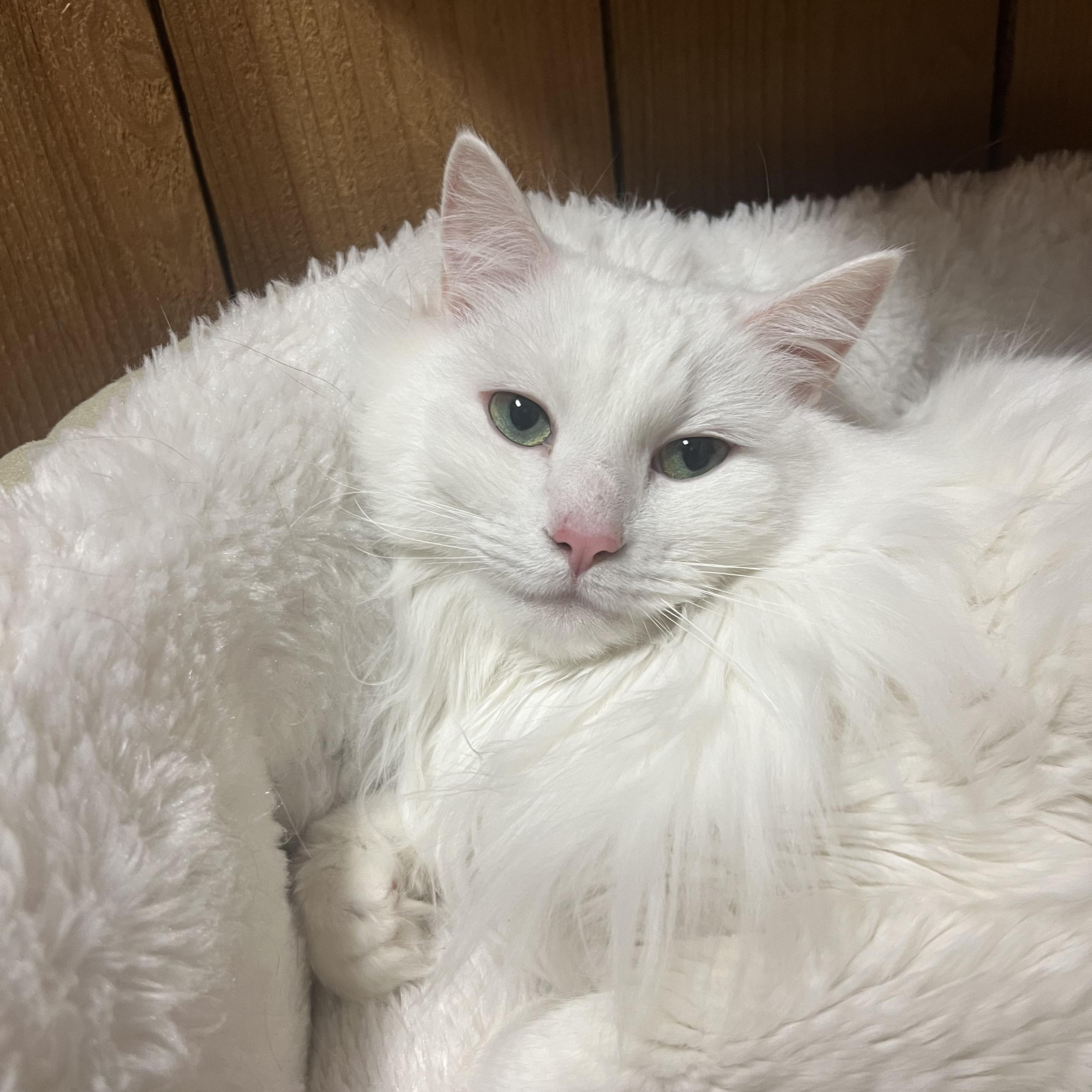 Enlarge Poe, an adopted Turkish Angora in Spokane, WA image 1/2