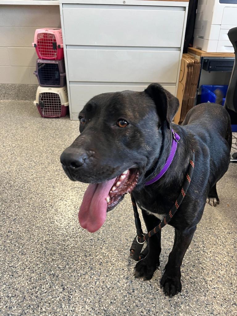 Ember, Adoptable, Young Female Mixed Breed.