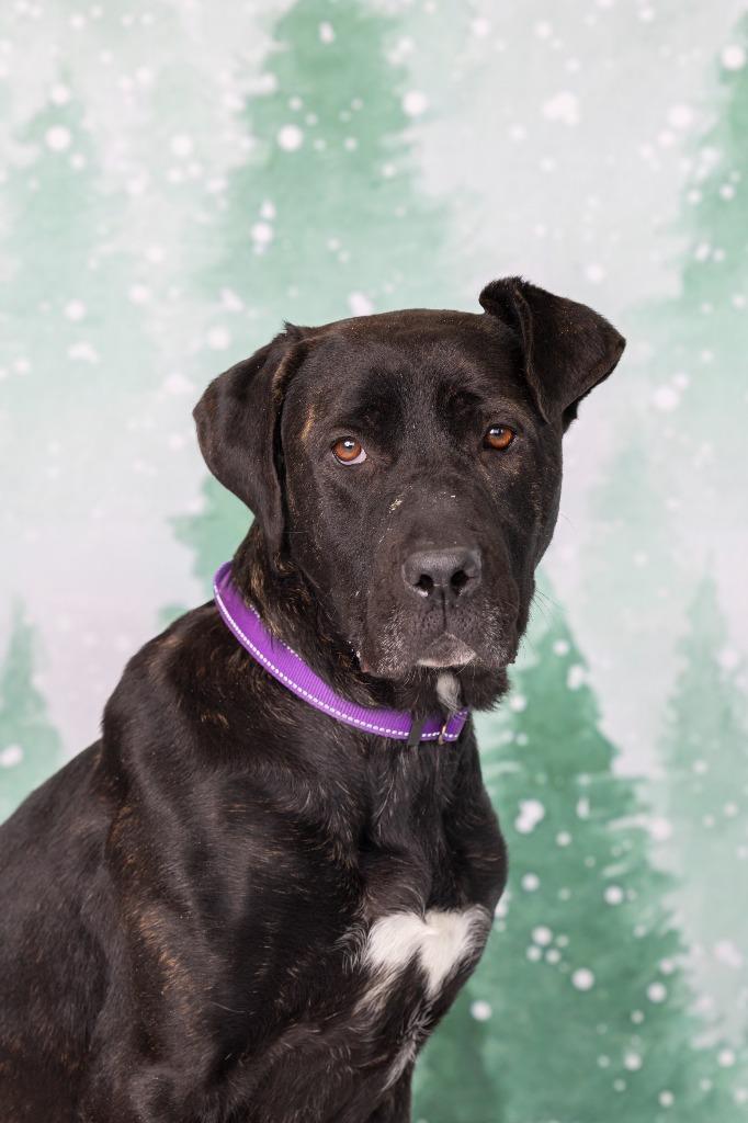 Enlarge Ember, a Adoptable Mixed Breed in Dearborn, MI image 2/3