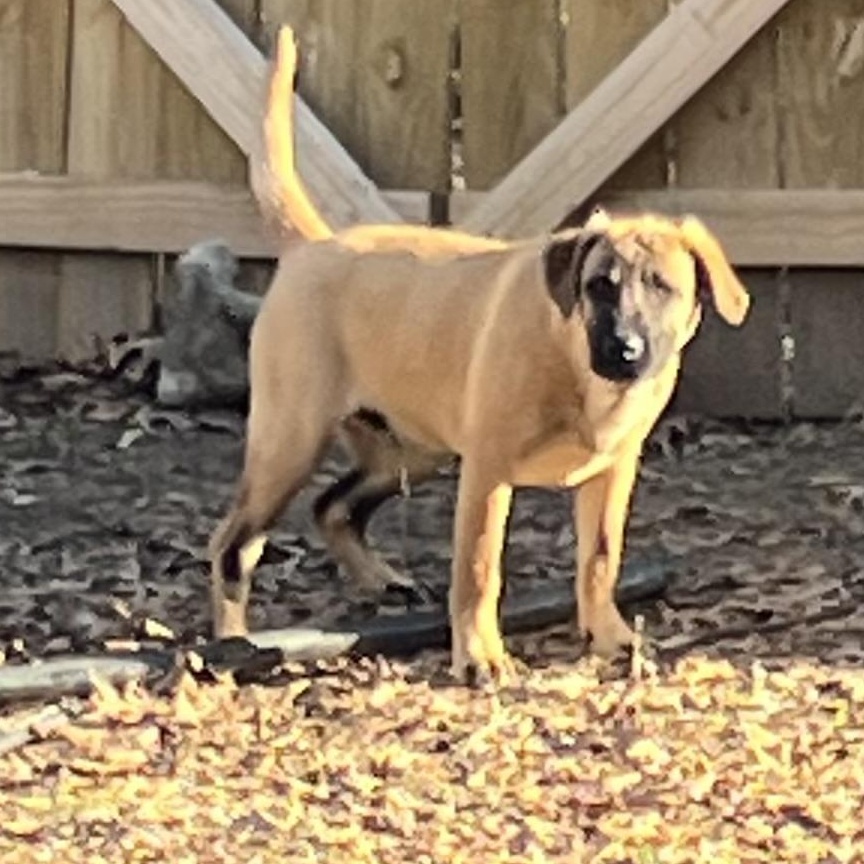 Enlarge Tommy, a ADOPTABLE mixed breed in Medfield, MA image 2/5