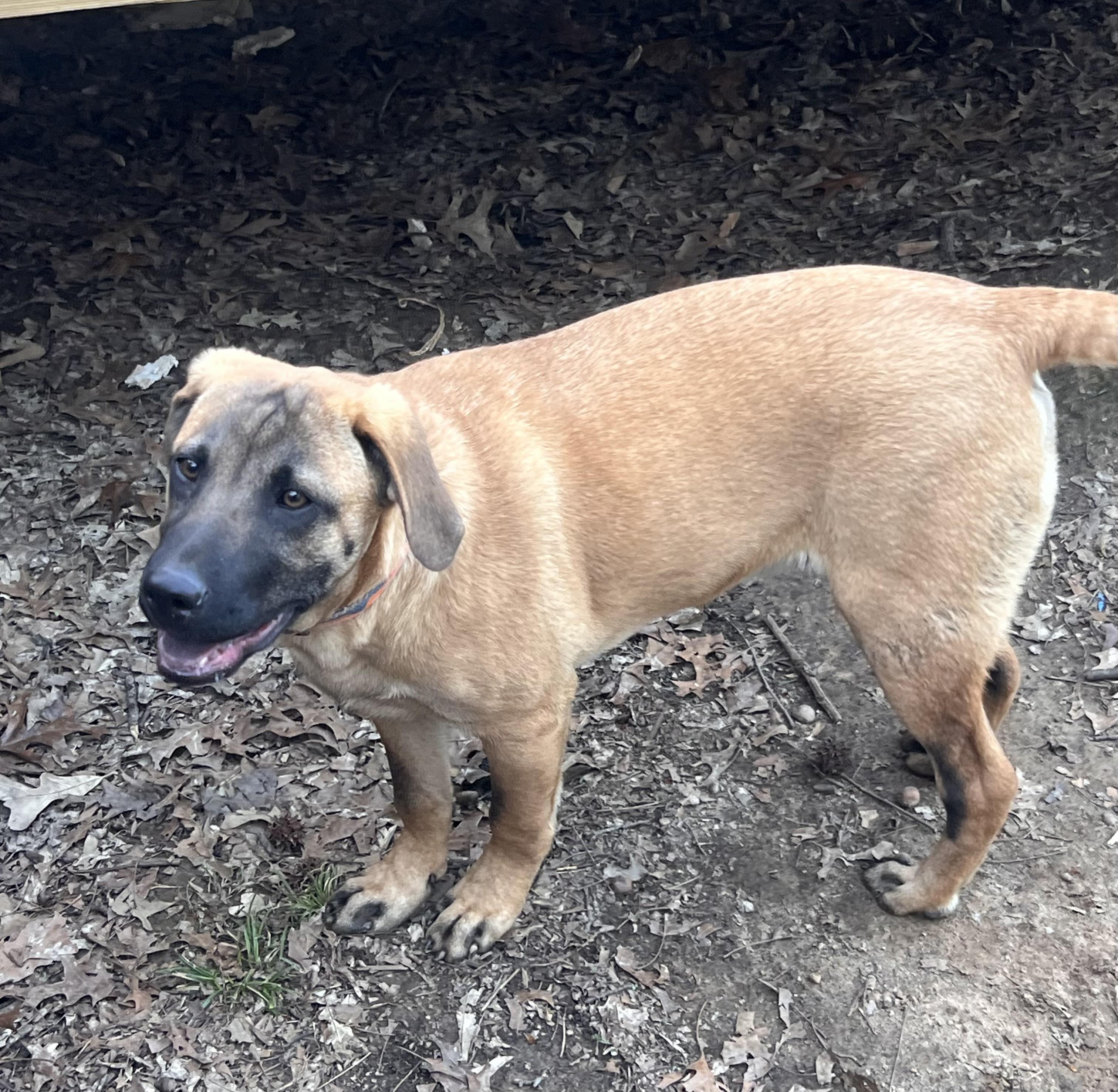 Enlarge Tommy, a ADOPTABLE mixed breed in Medfield, MA image 3/5