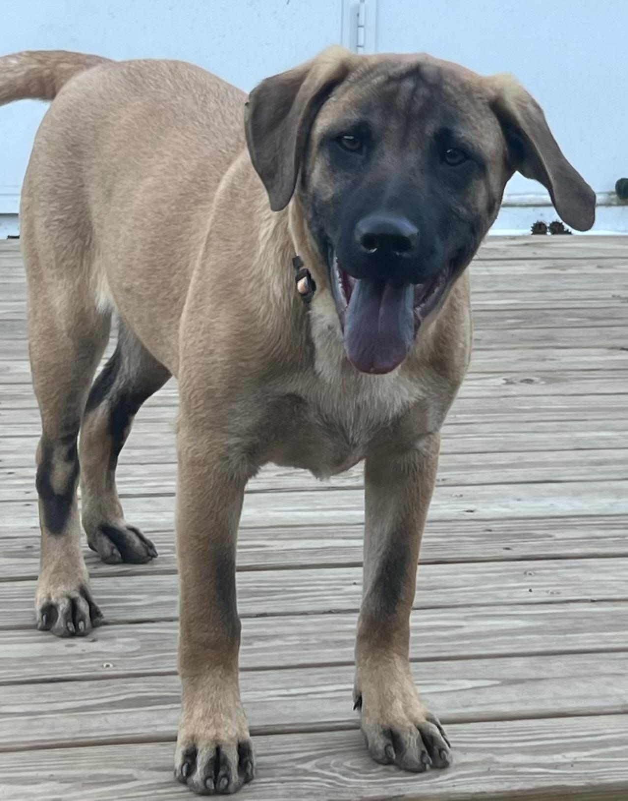 Enlarge Tommy, a ADOPTABLE mixed breed in Medfield, MA image 5/5