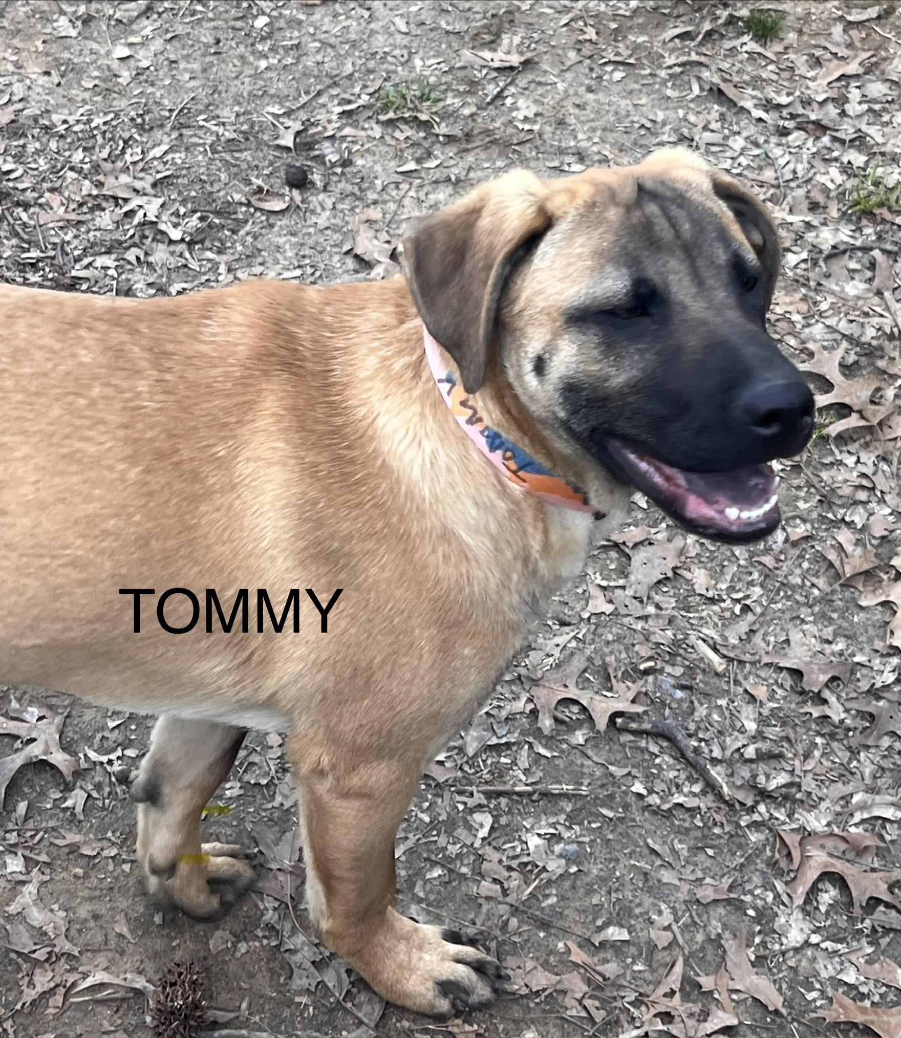 Tommy, ADOPTABLE, Puppy Male Retriever & Mixed Breed.