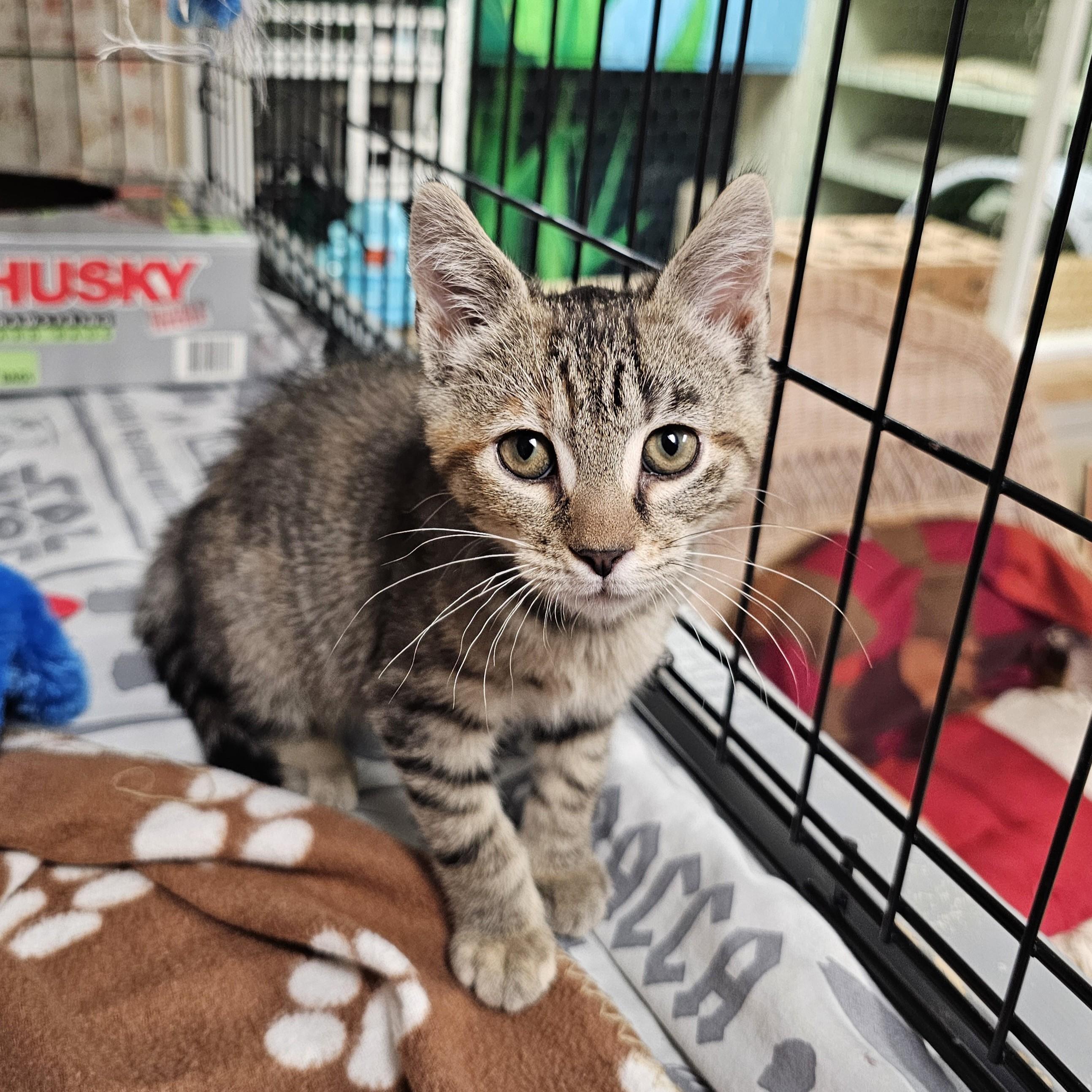 Enlarge Itsy Bitsy, an adopted mixed breed in Searcy, AR image 6/6