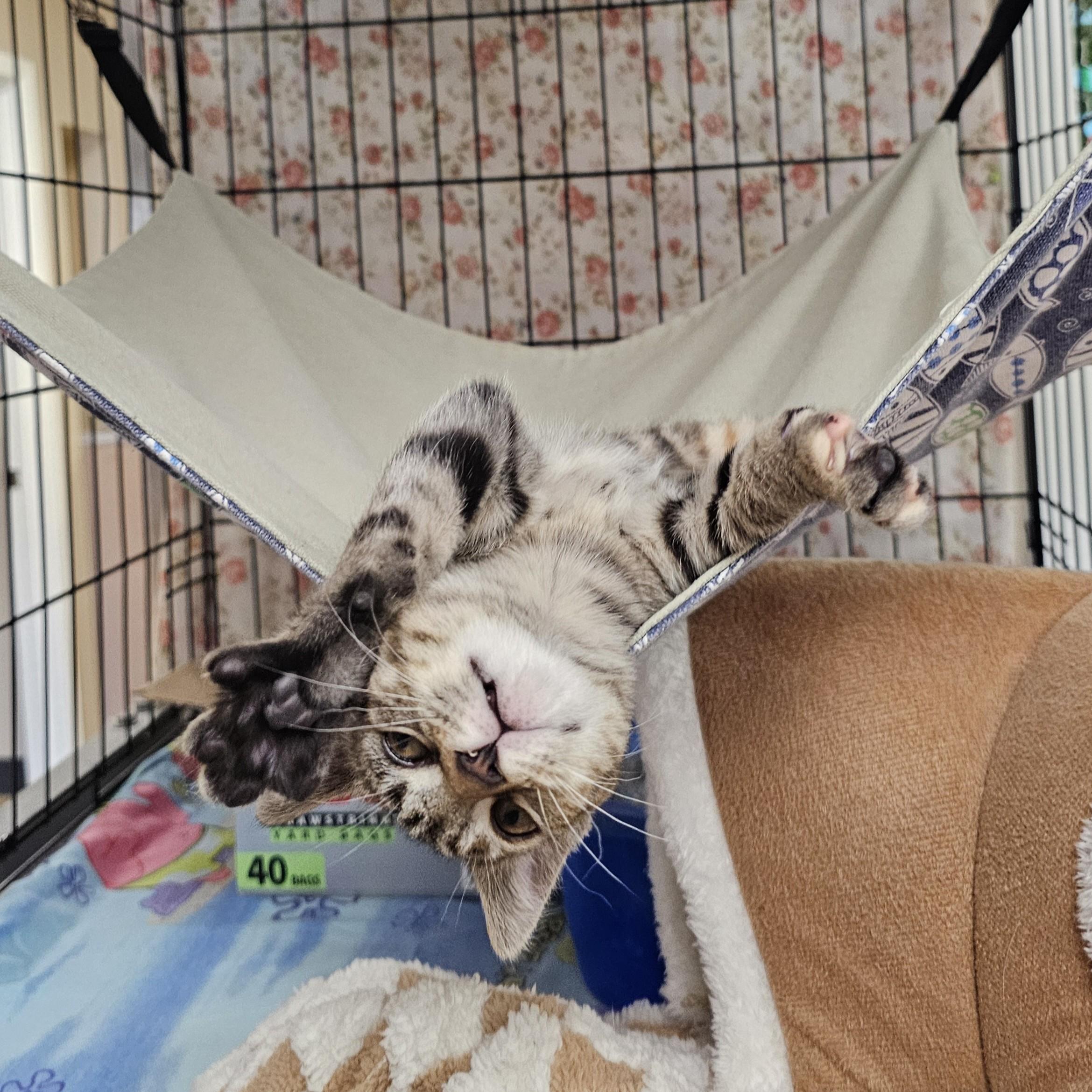 Enlarge Itsy Bitsy, an adopted mixed breed in Searcy, AR image 3/6