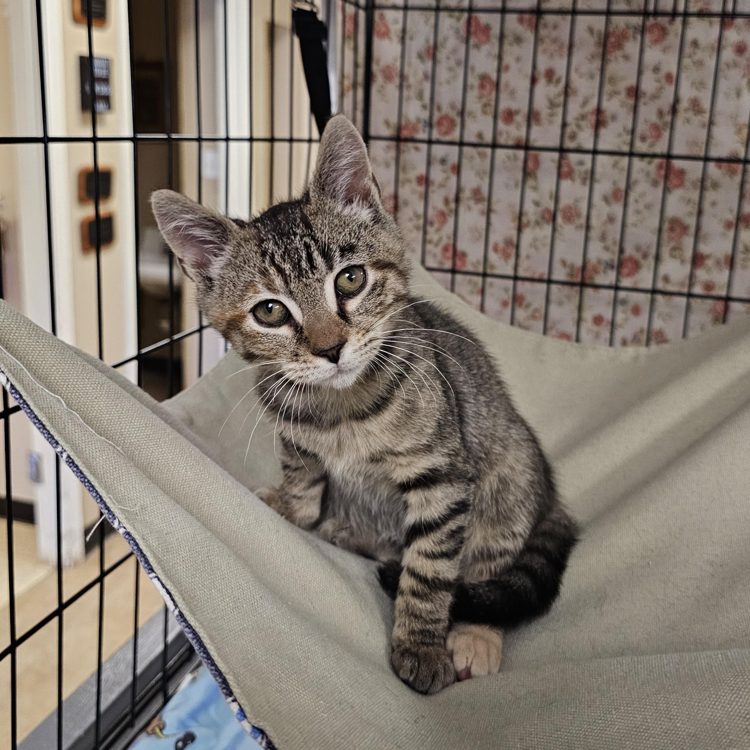 Itsy Bitsy, adopted, Kitten Female Domestic Short Hair & Torbie.
