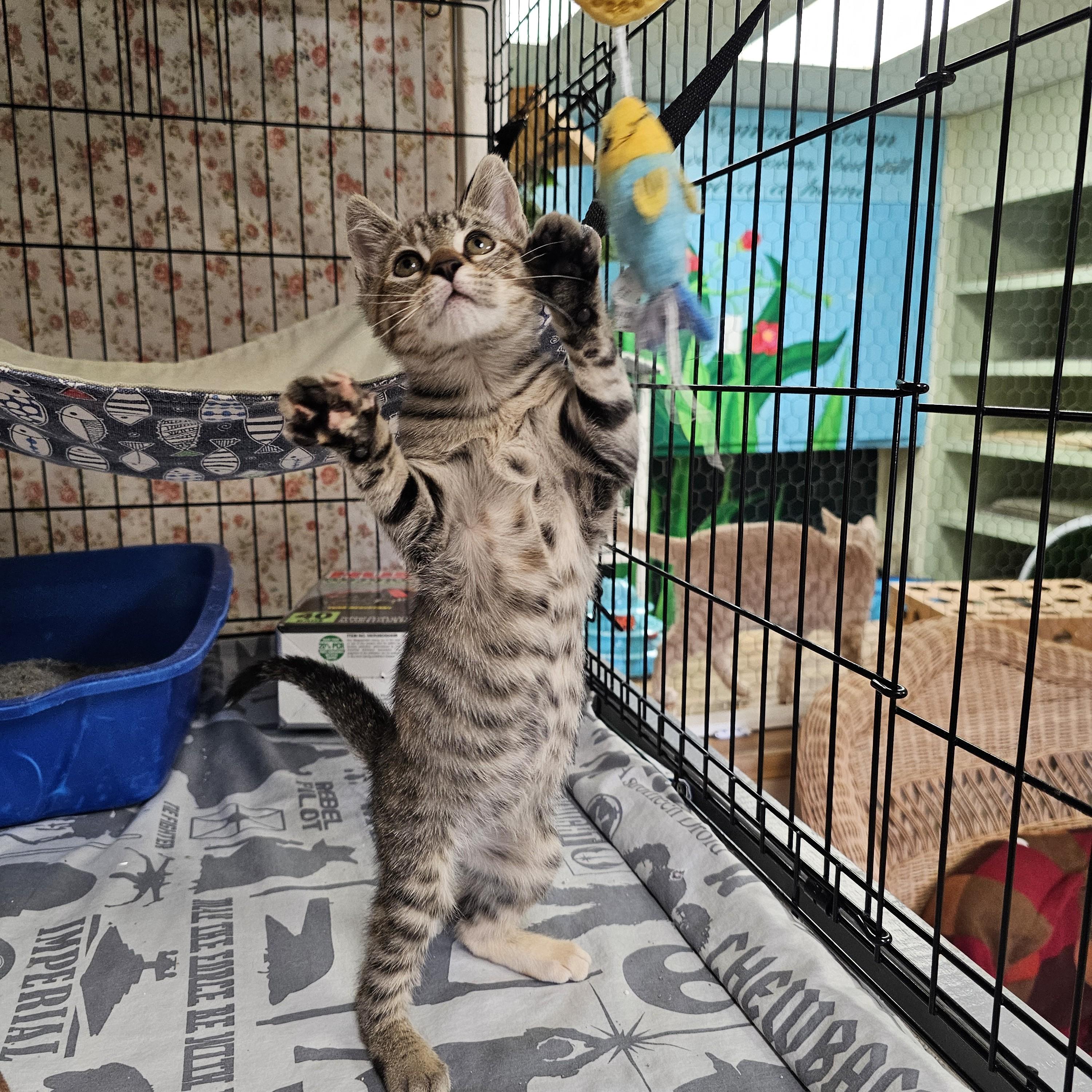 Enlarge Itsy Bitsy, an adopted mixed breed in Searcy, AR image 4/6