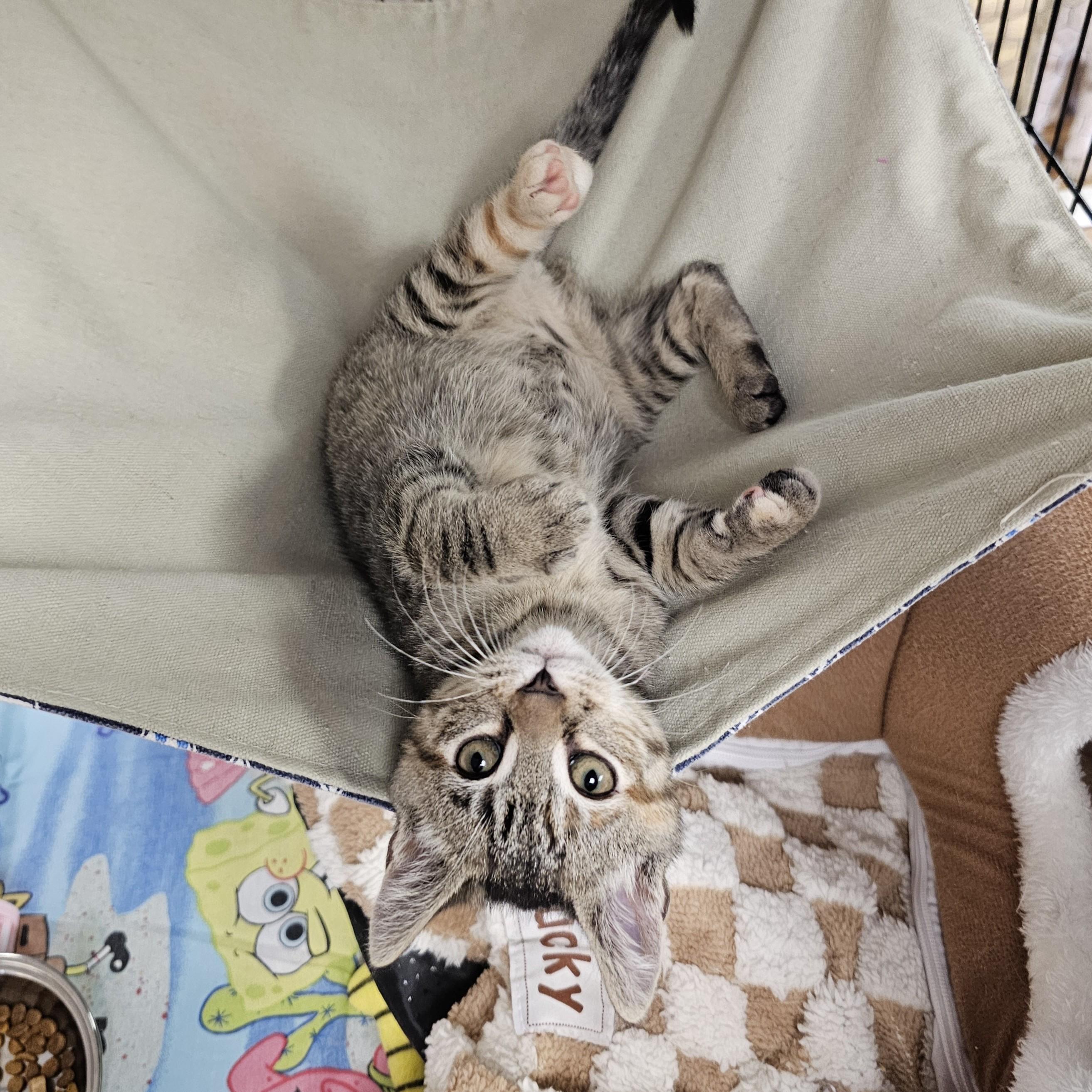 Enlarge Itsy Bitsy, an adopted mixed breed in Searcy, AR image 2/6