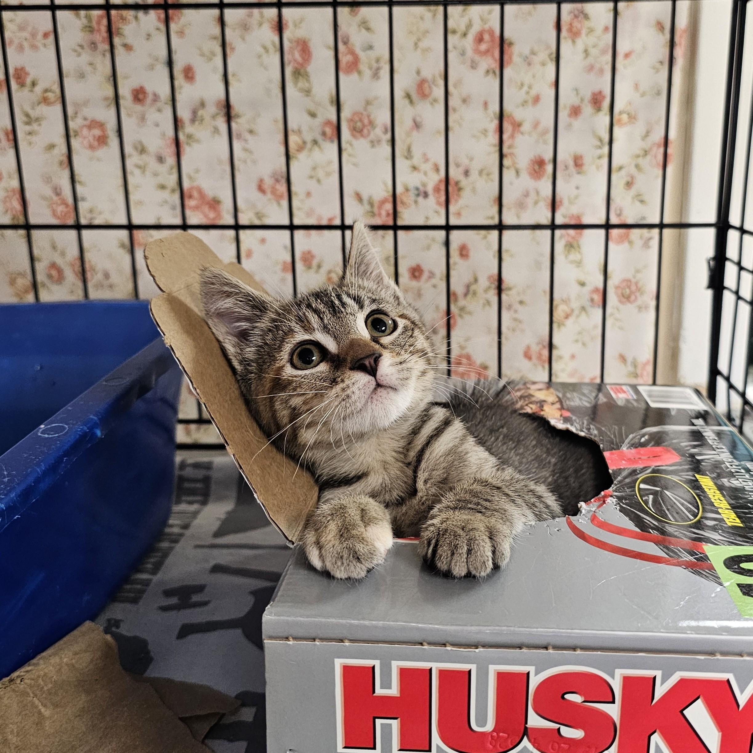 Enlarge Itsy Bitsy, an adopted mixed breed in Searcy, AR image 5/6