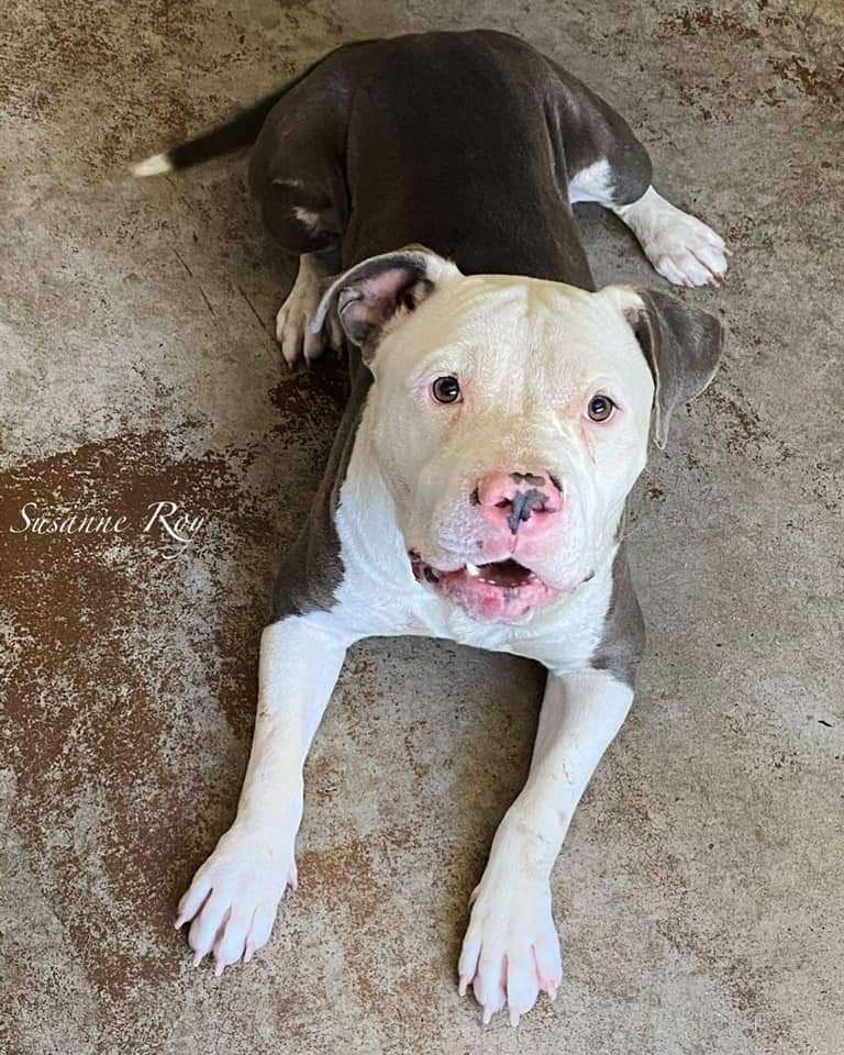 Enlarge Jason, a Adoptable mixed breed in Lake Elsinore, CA image 1/5