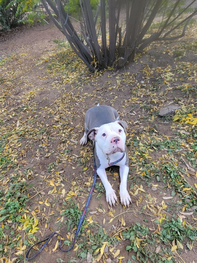 Enlarge Jason, a Adoptable mixed breed in Lake Elsinore, CA image 2/5