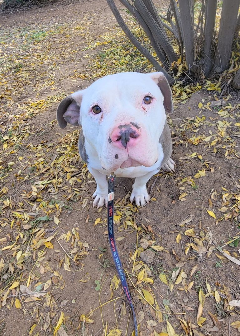 Enlarge Jason, a Adoptable mixed breed in Lake Elsinore, CA image 3/5