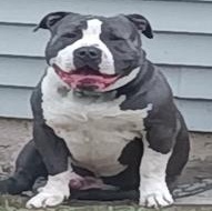 ZZ - Classified Ad - Lucky (Courtesy Listing - Not affiliated with Planned Pethood)