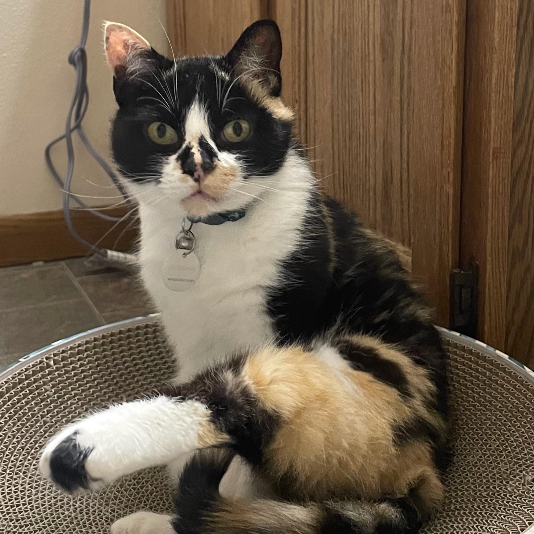 Enlarge Marbles, a ADOPTABLE Domestic Short Hair in Madison, WI image 3/4