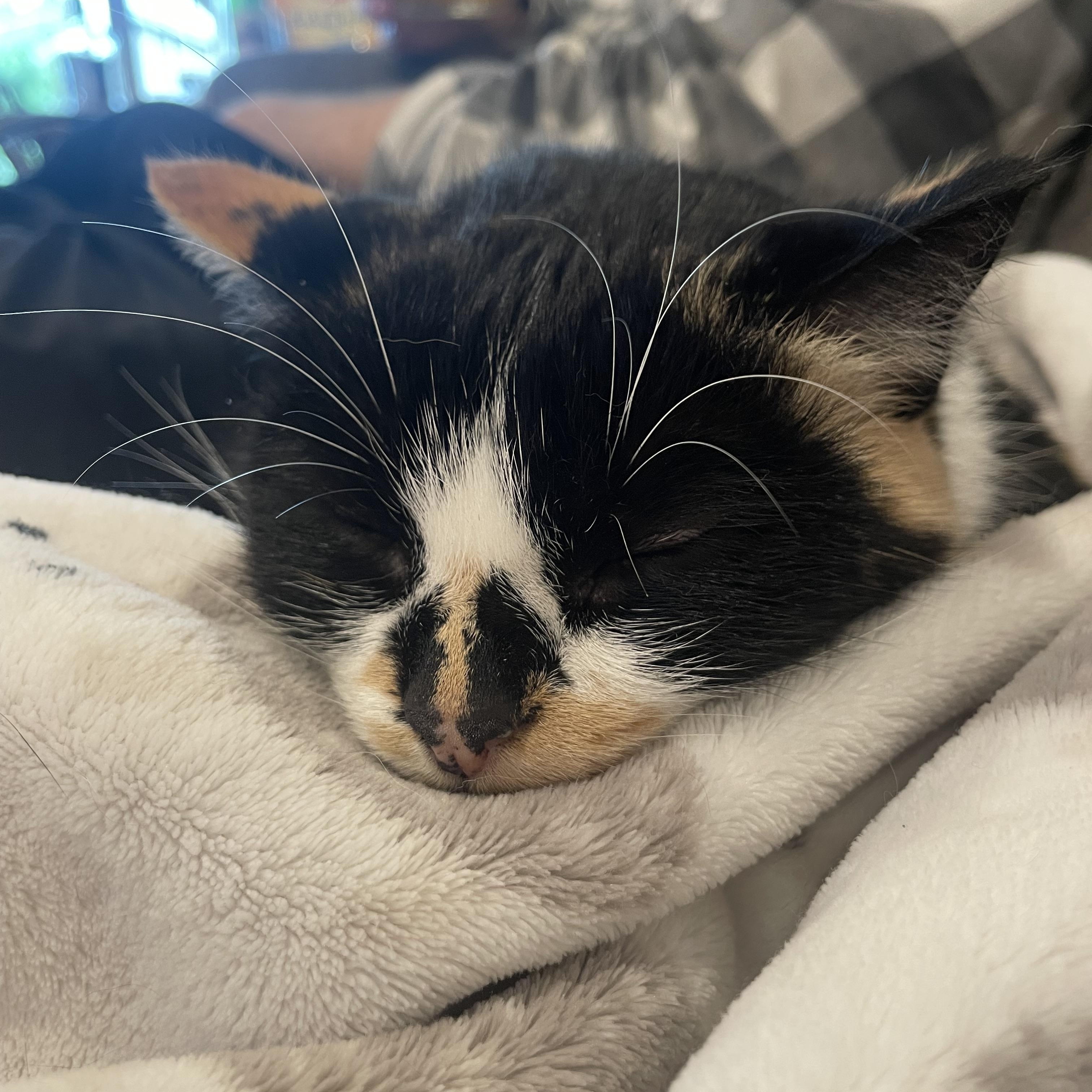 Enlarge Marbles, a ADOPTABLE Domestic Short Hair in Madison, WI image 4/4