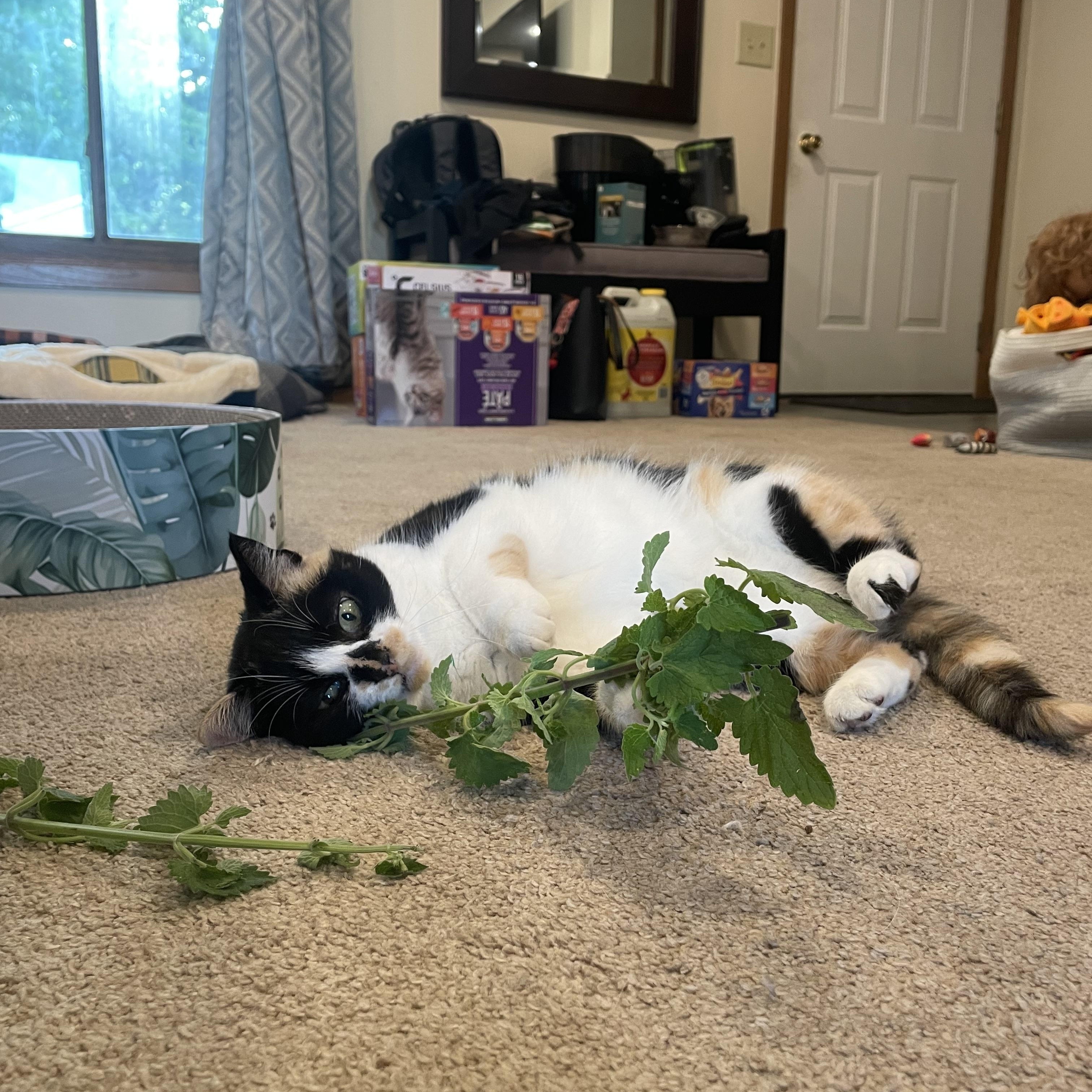 Enlarge Marbles, a ADOPTABLE Domestic Short Hair in Madison, WI image 2/4