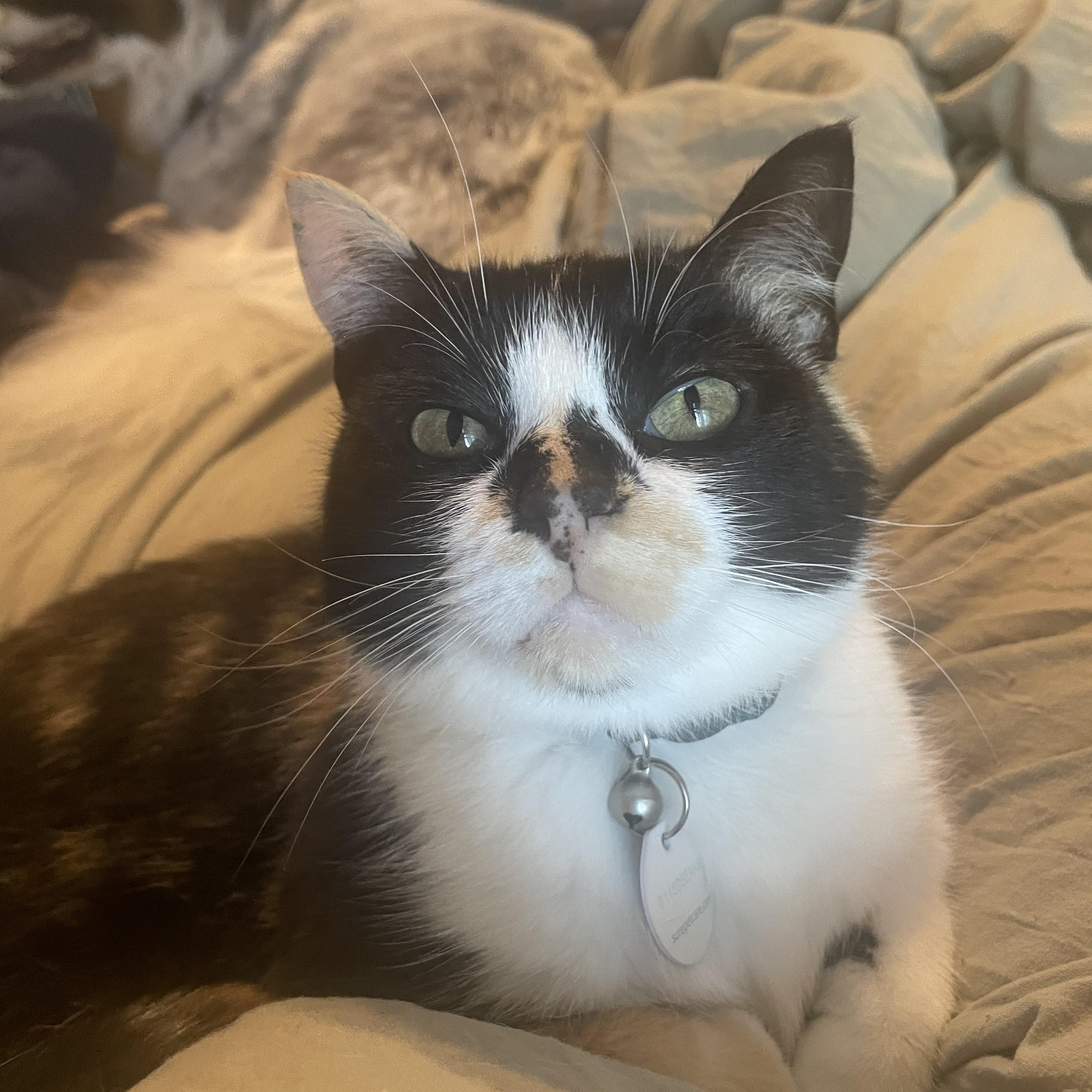 Marbles, ADOPTABLE, Adult Female Domestic Short Hair.