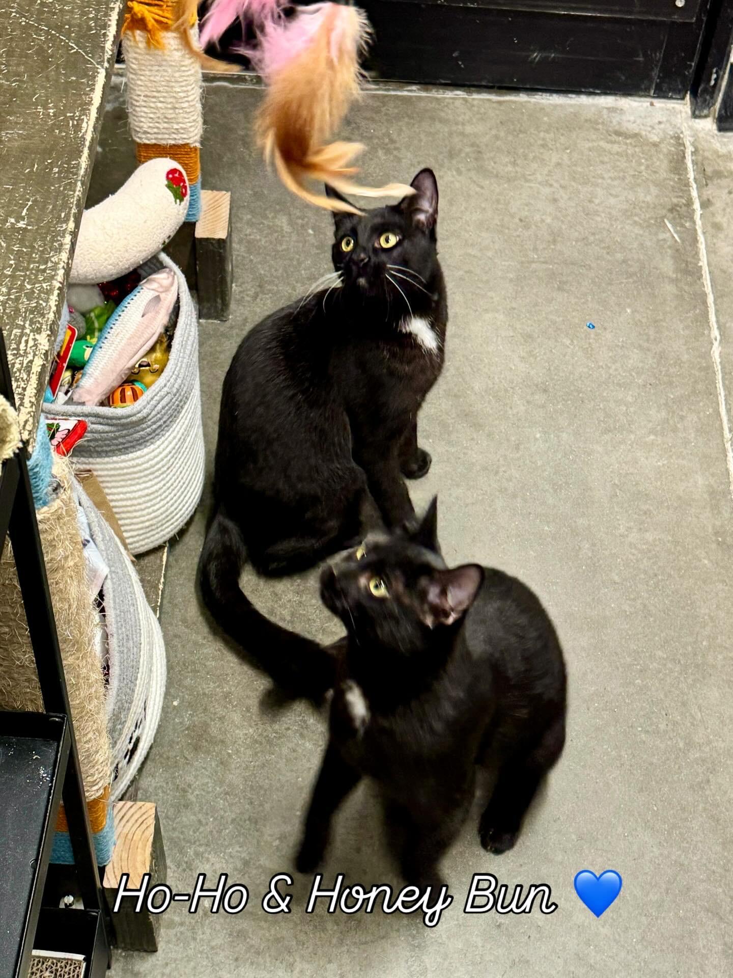 Enlarge Ho-Ho, a Adoptable Domestic Short Hair in San Juan Capistrano, CA image 5/6