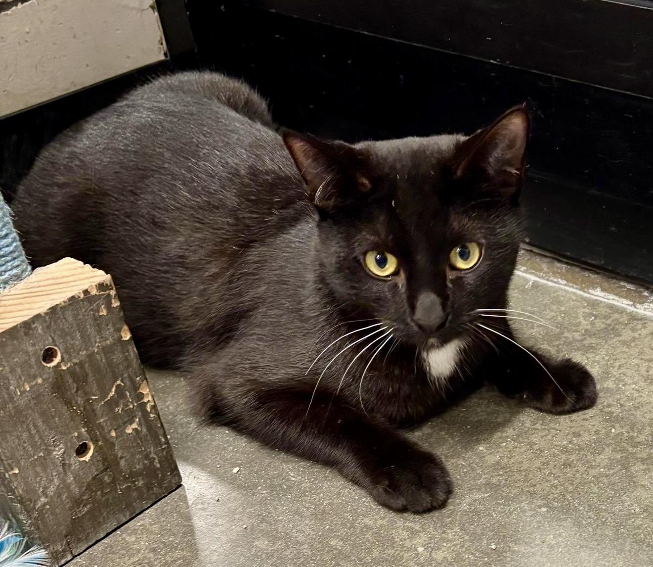 Ho-Ho, Adoptable, Young Male Domestic Short Hair.