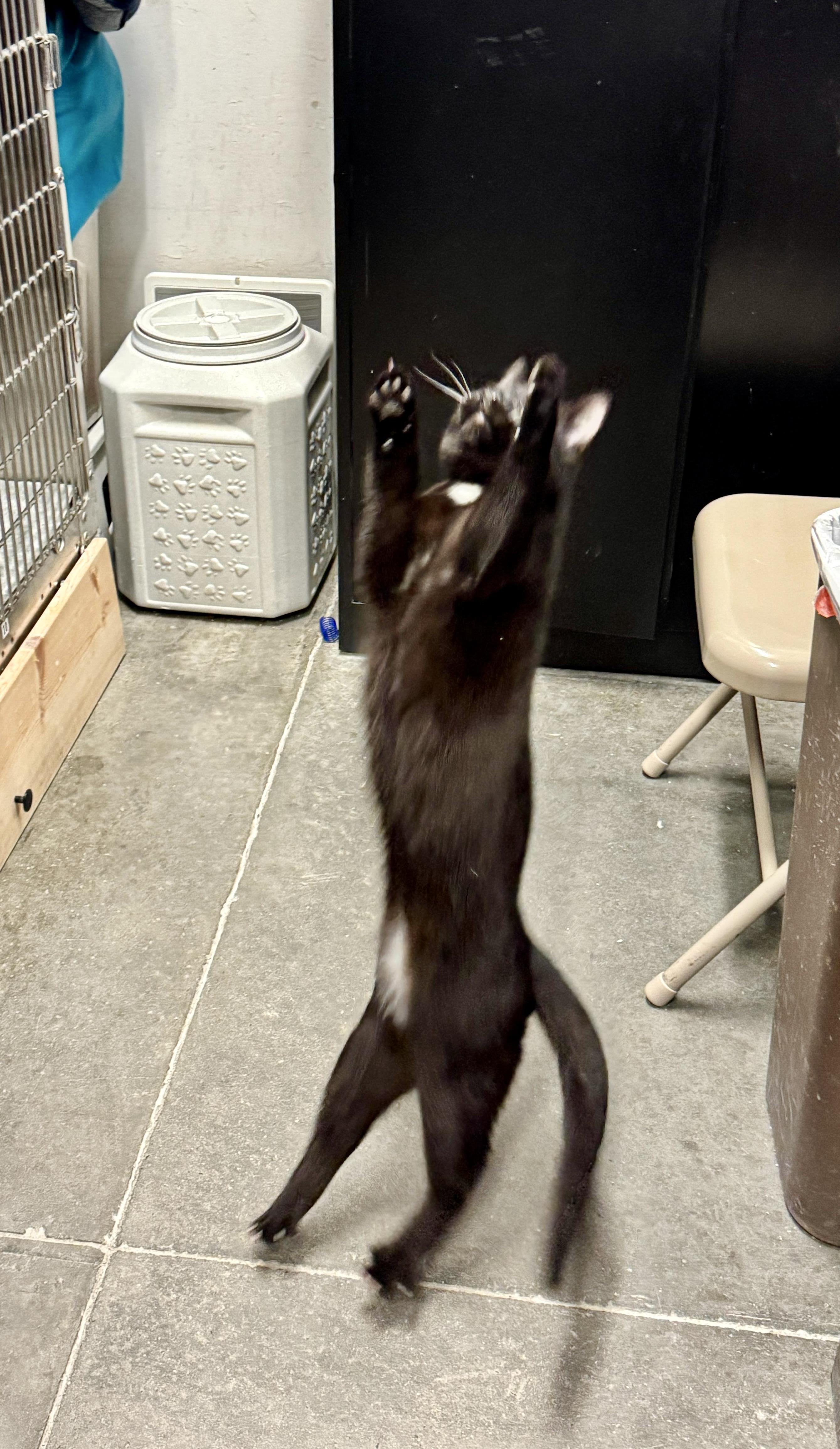 Enlarge Ho-Ho, a Adoptable Domestic Short Hair in San Juan Capistrano, CA image 4/6