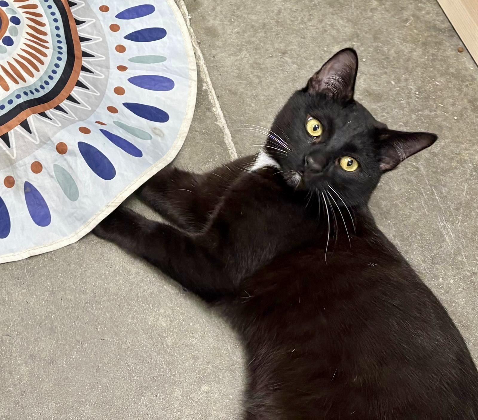 Ho-Ho, Adoptable, Young Male Domestic Short Hair.