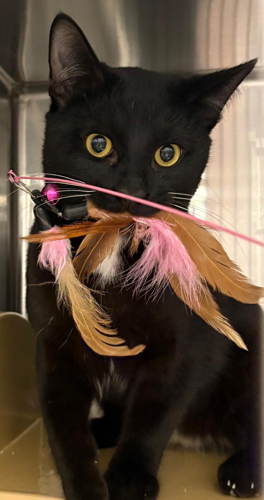 Enlarge Ho-Ho, a Adoptable Domestic Short Hair in San Juan Capistrano, CA image 2/6