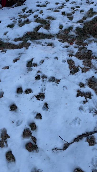 Enlarge Ho-Ho, a Adoptable Domestic Short Hair in San Juan Capistrano, CA video 6/6