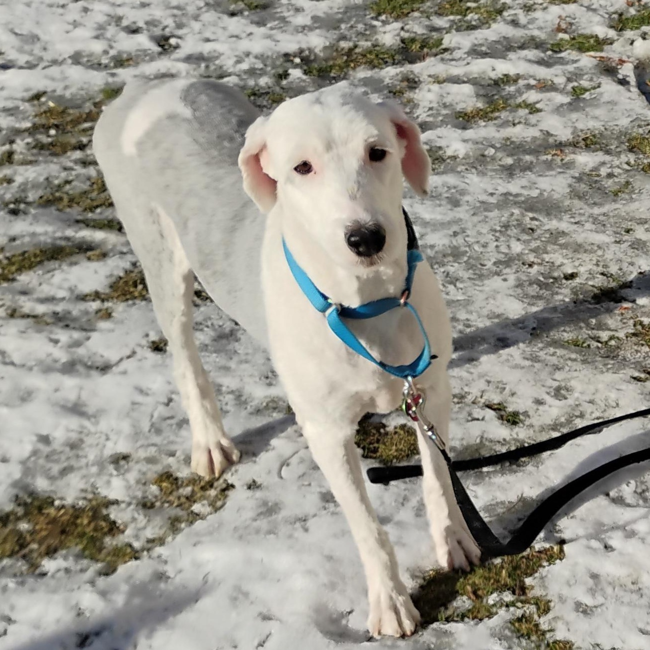 Abbie, Adopted, Adult Female Old English Sheepdog.