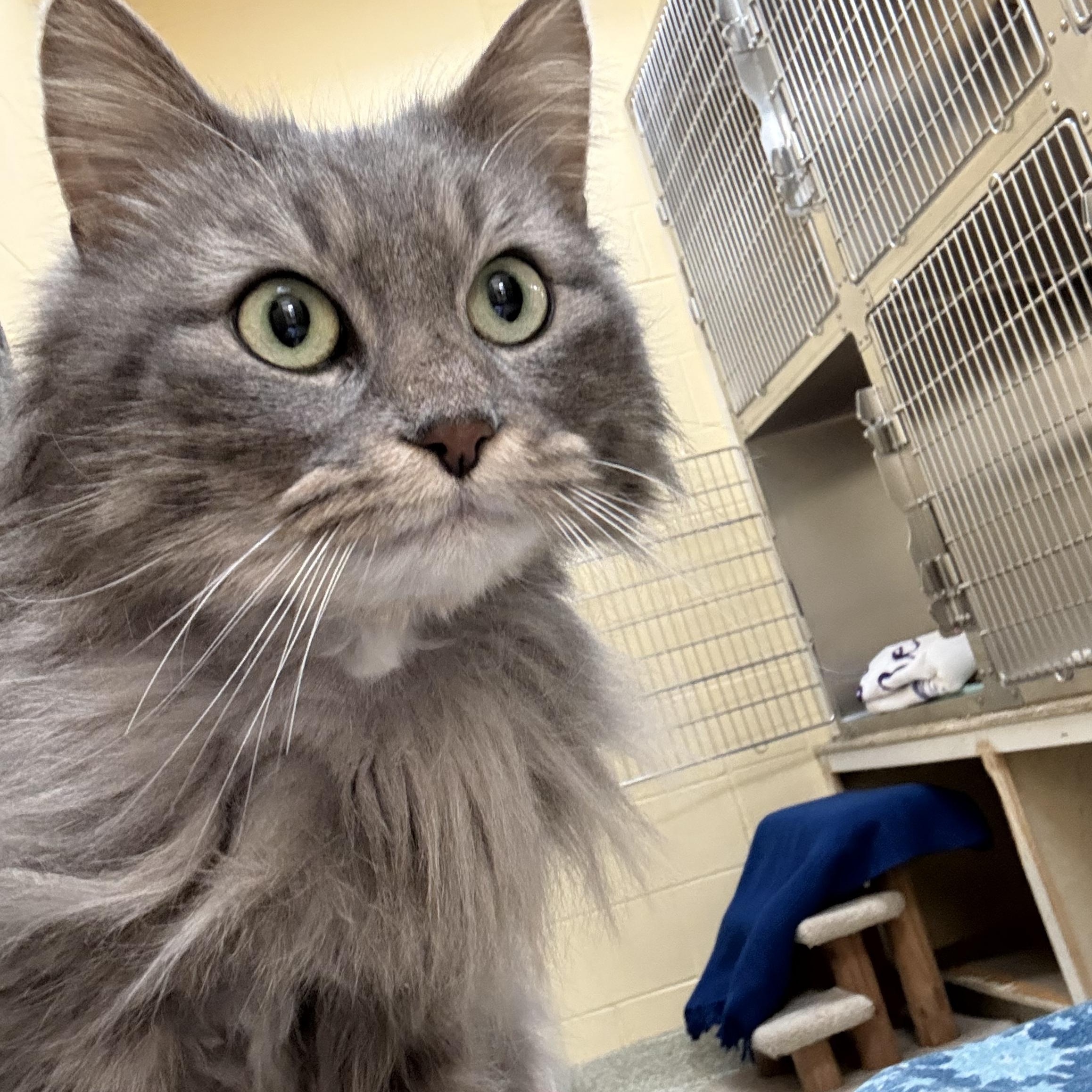 Enlarge Pickles, a ADOPTABLE Domestic Long Hair in Brownsville, VT image 1/1