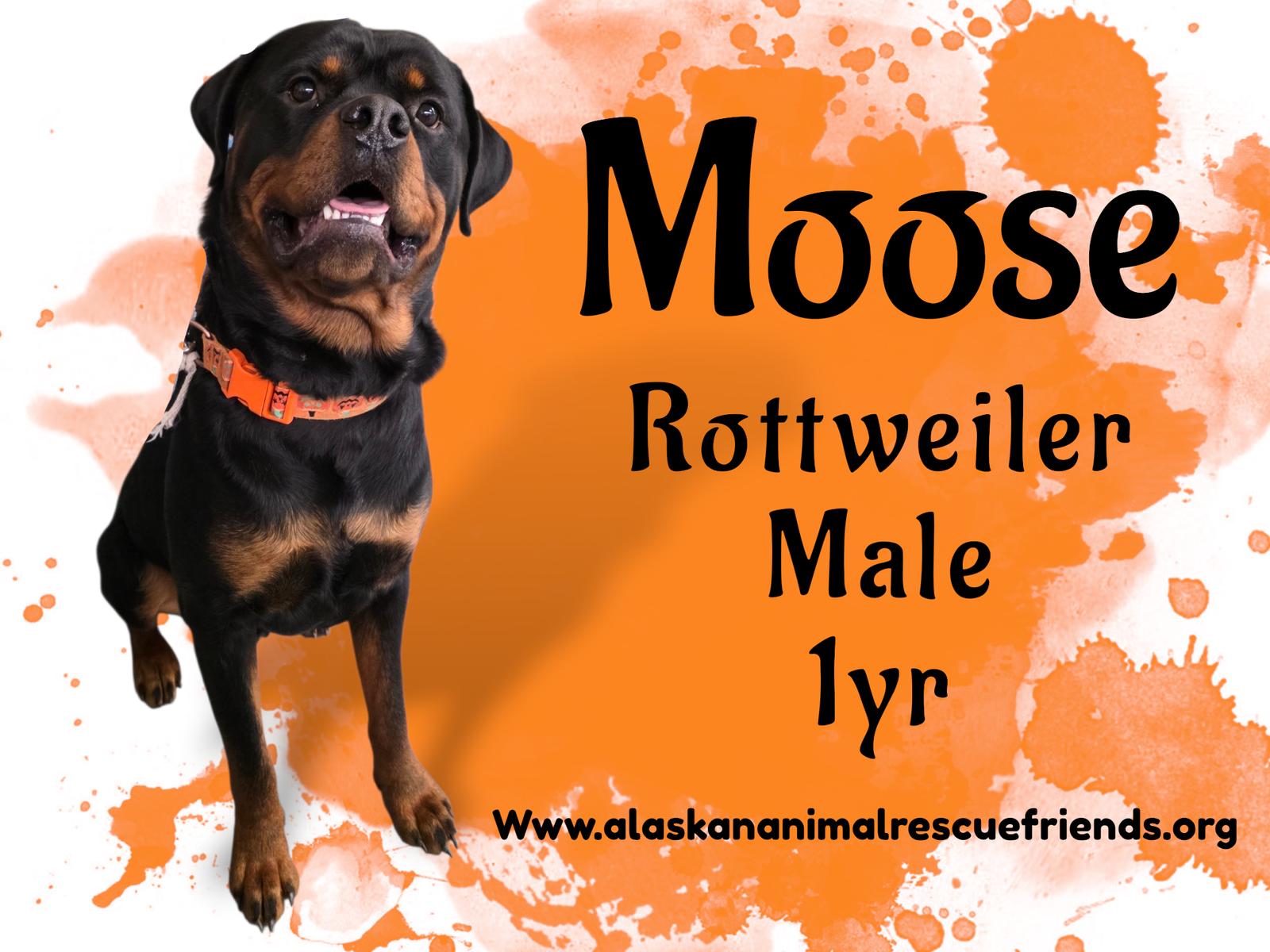 Enlarge Moose, a Adoptable Rottweiler in Anchorage, AK image 1/1