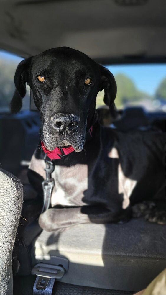 Thor, Adoptable, Adult Male Great Dane.