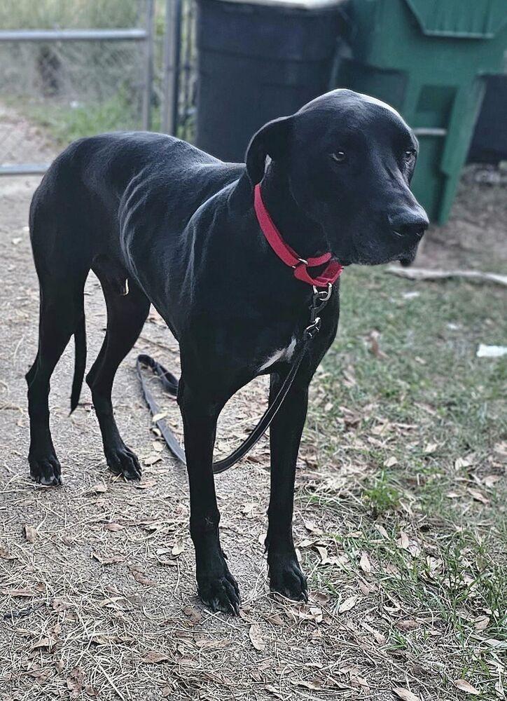 Enlarge Thor, a Adoptable Great Dane in Nokomis, FL image 2/2