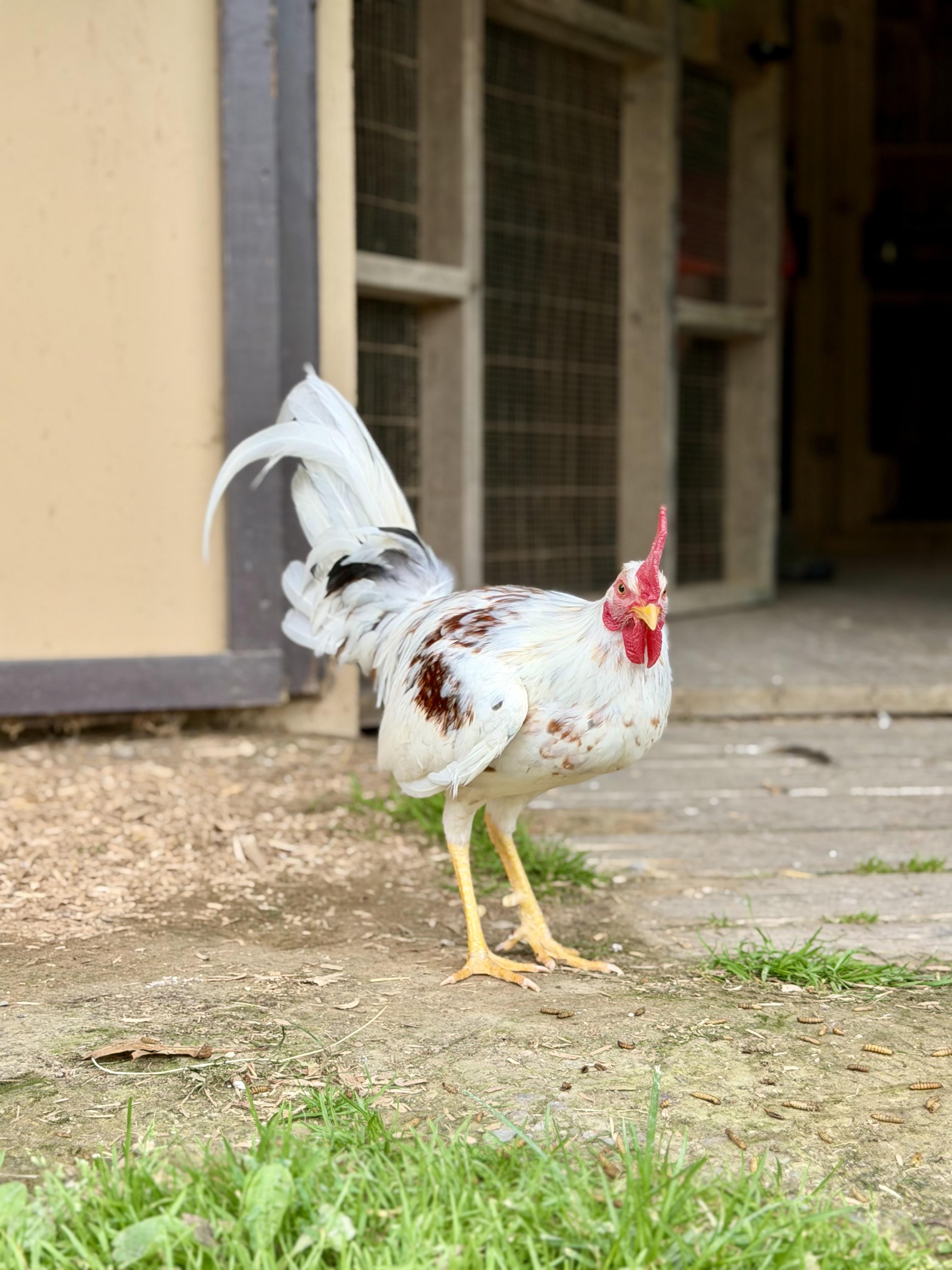 Edward, a Adoptable Chicken in Ravenna, OH image 2/3