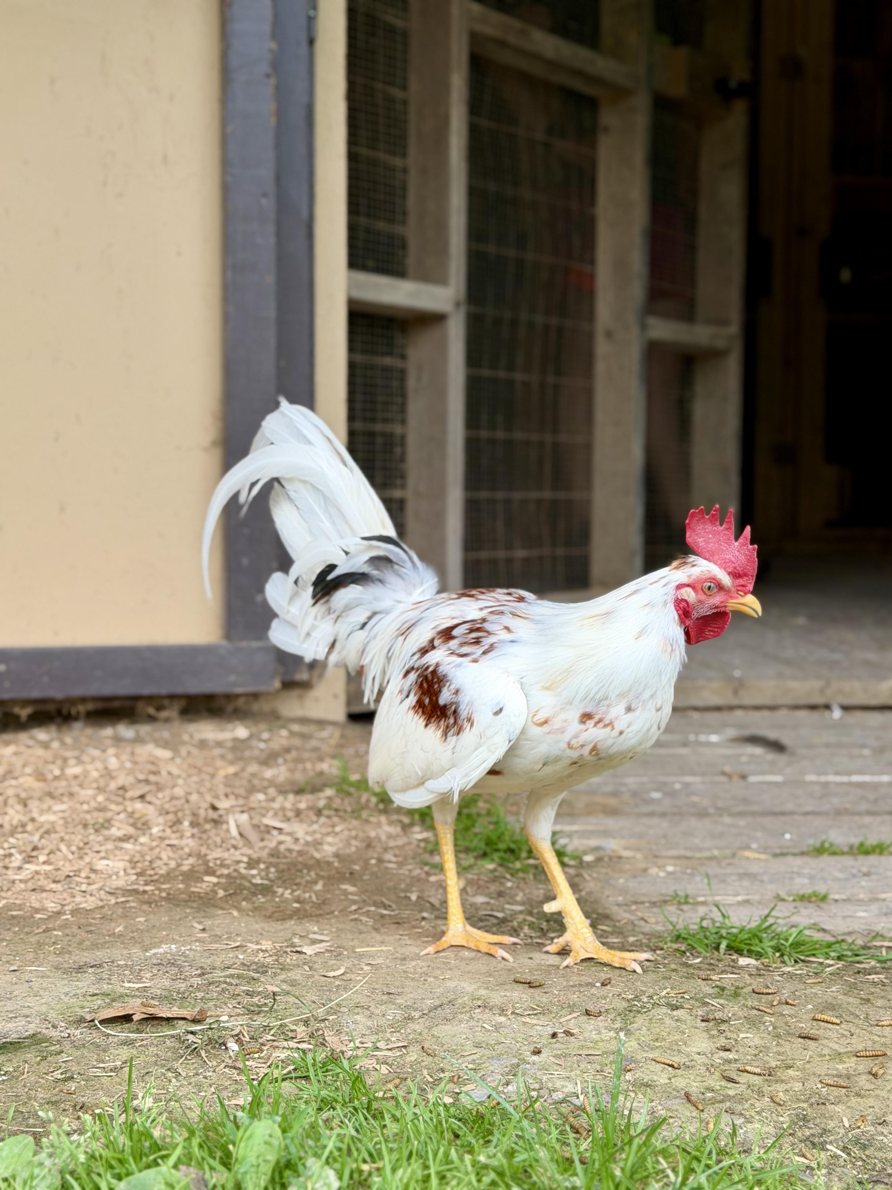 Edward, Adoptable, Adult Male Chicken.