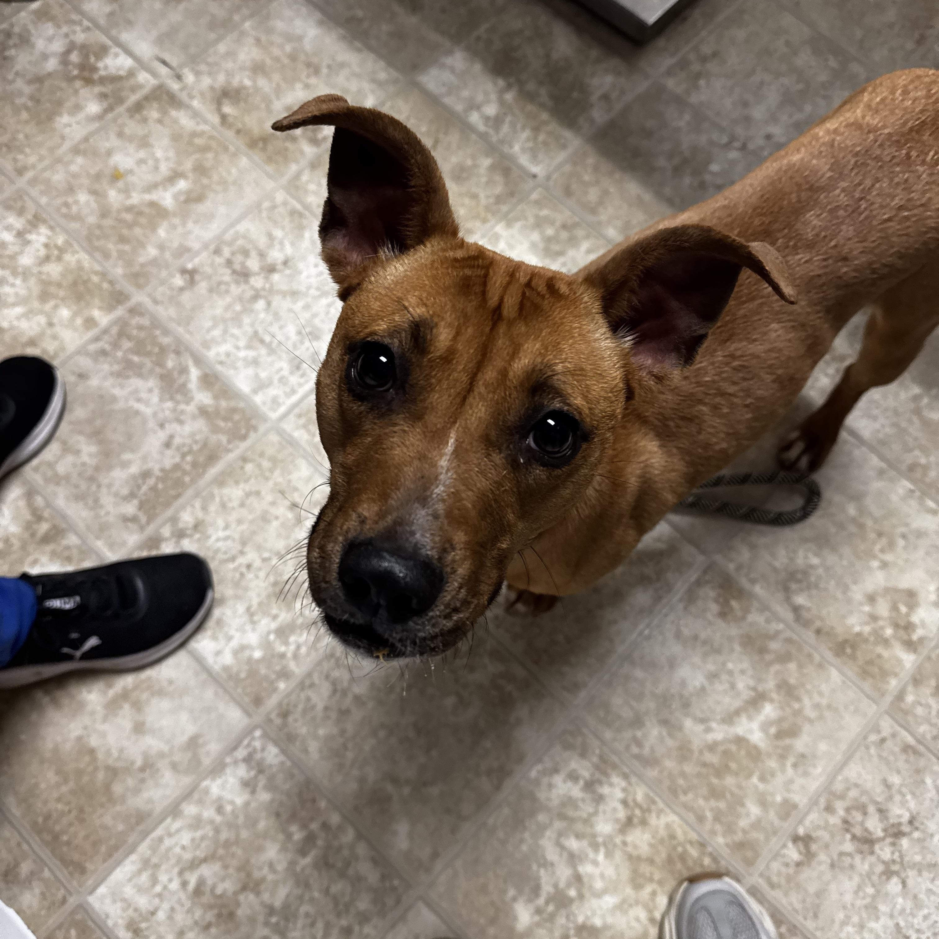 Tinley, ADOPTABLE, Adult Female Terrier.