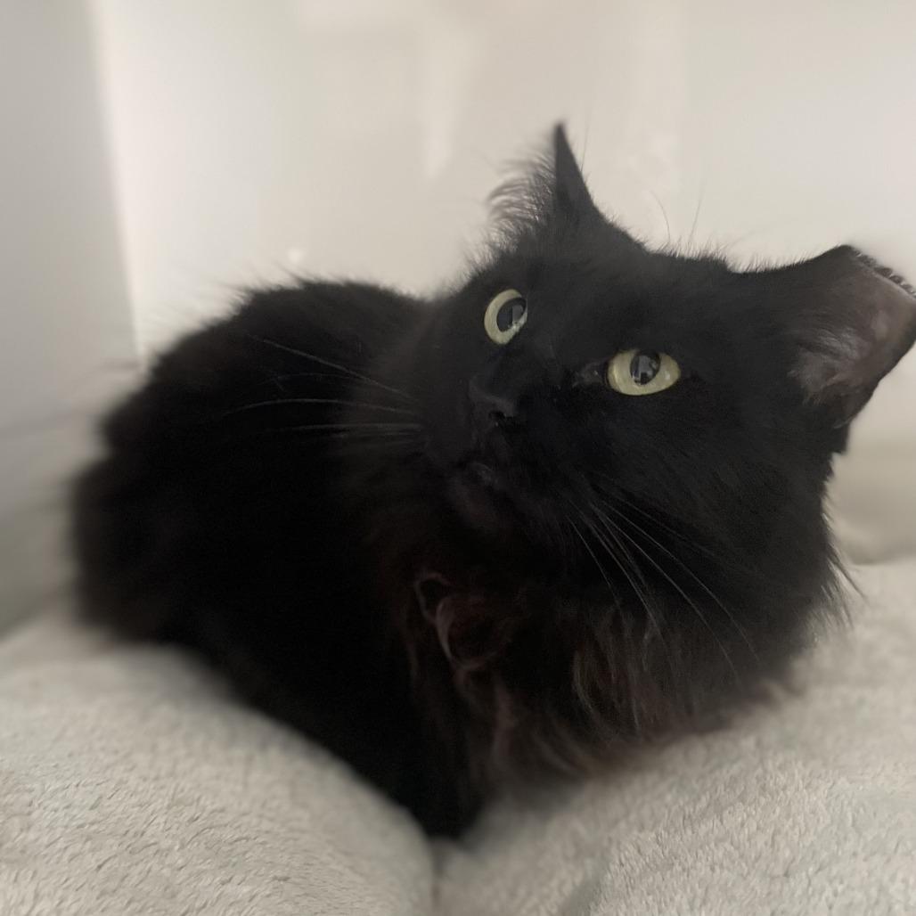 Sandra Jr., Adoptable, Adult Female Domestic Medium Hair.