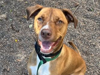 Stuart, Adoptable, Adult Male Mixed Breed.