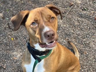 Enlarge Stuart, a Adoptable Mixed Breed in Golden Valley, MN image 2/2
