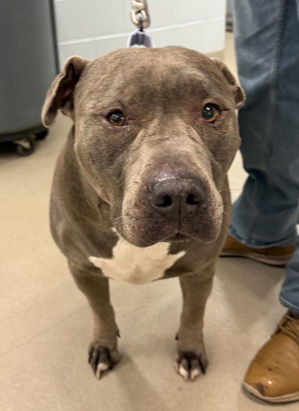 Tyson, Adoptable, Senior Male Pit Bull Terrier.