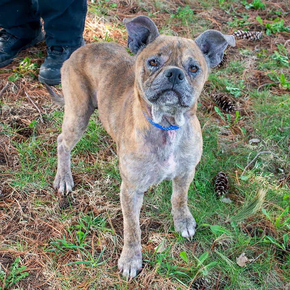 Chupey, Adoptable, Adult Male Pit Bull Terrier.